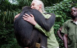 Lire la suite à propos de l’article Jane Goodall : une héroïne des temps modernes